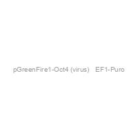 pGreenFire1-Oct4 (virus) + EF1-Puro